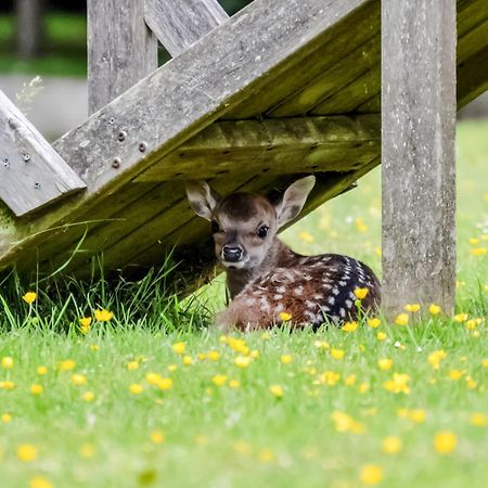 Deer Cottage 2 Uk39332 Biddenden エクステリア 写真