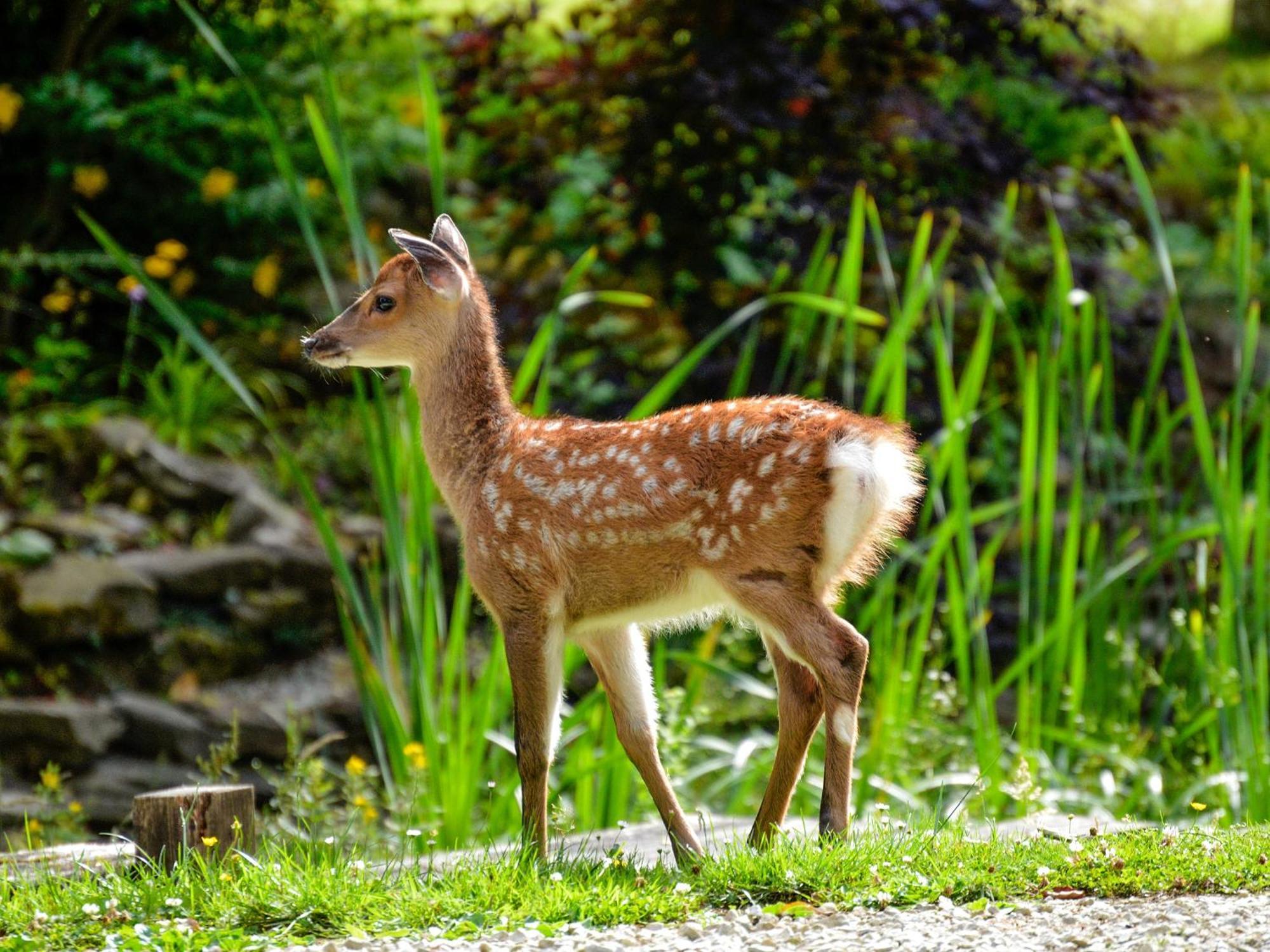 Deer Cottage 2 Uk39332 Biddenden エクステリア 写真