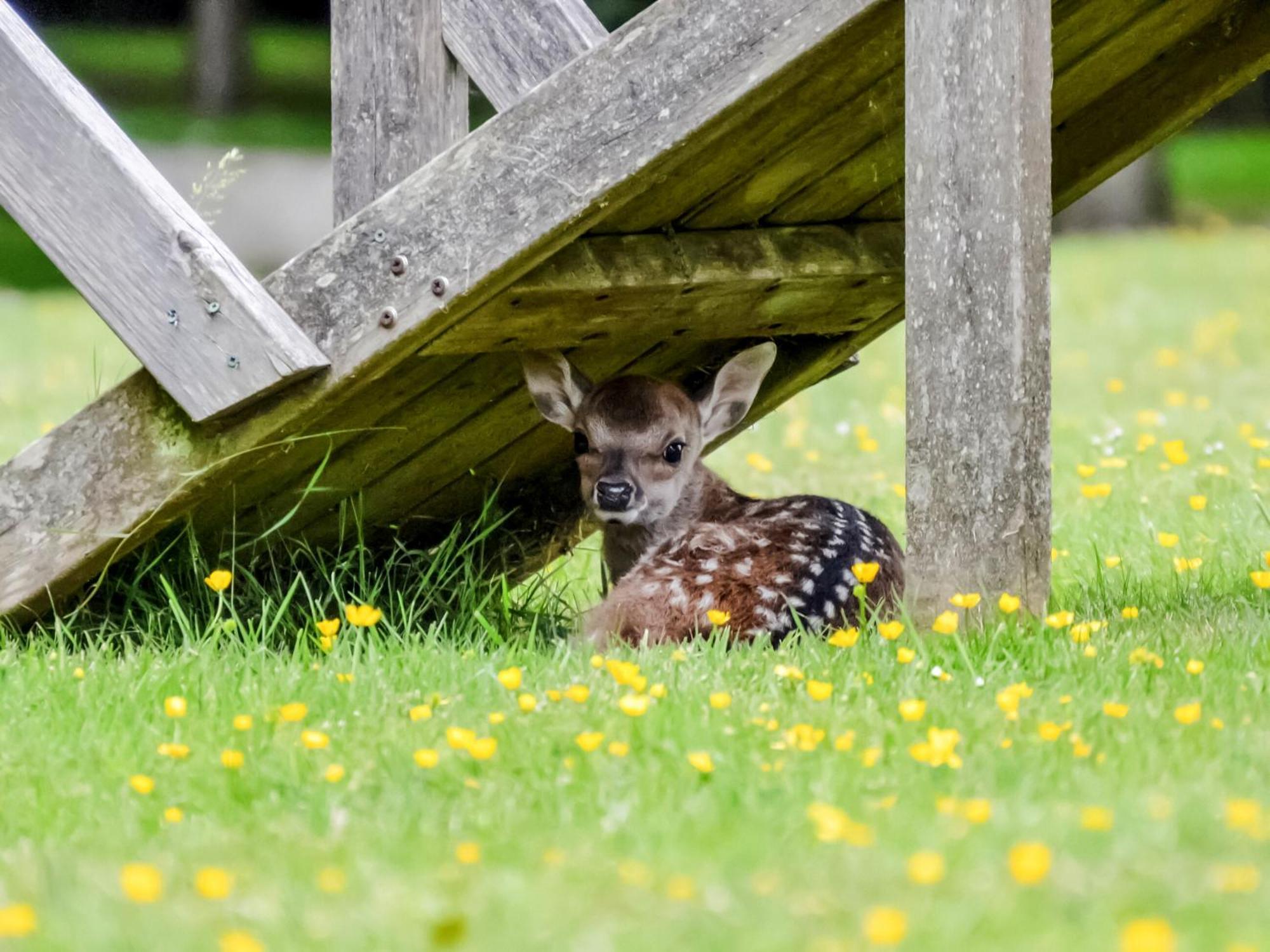 Deer Cottage 2 Uk39332 Biddenden エクステリア 写真