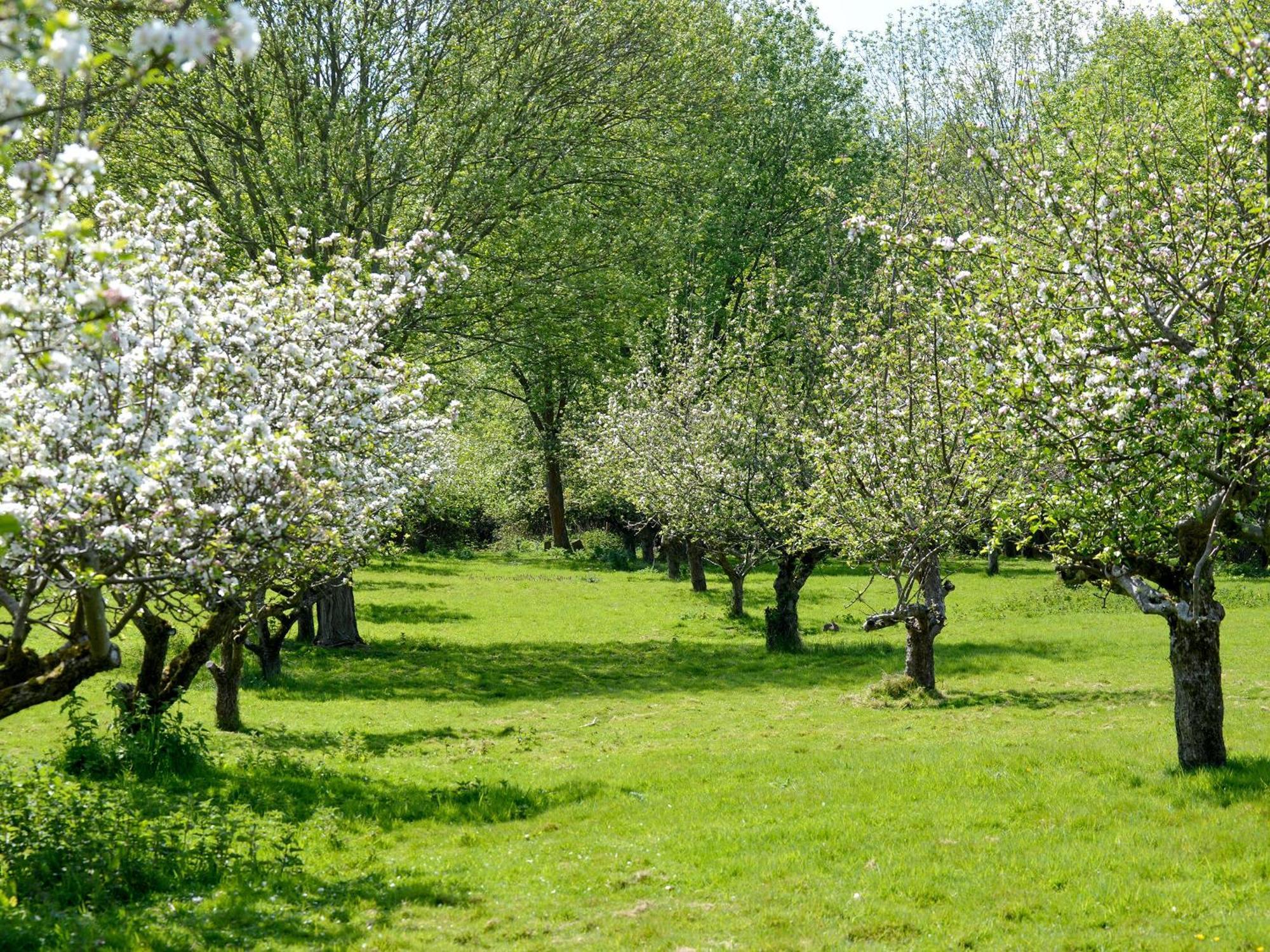 Deer Cottage 2 Uk39332 Biddenden エクステリア 写真